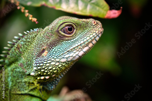 Gr  ne Wasseragame   Physignathus cocincinus  .