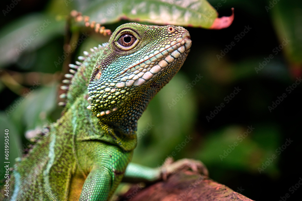 Grüne Wasseragame ( Physignathus cocincinus ). Grüne Wasseragame ( Physignathus cocincinus ).