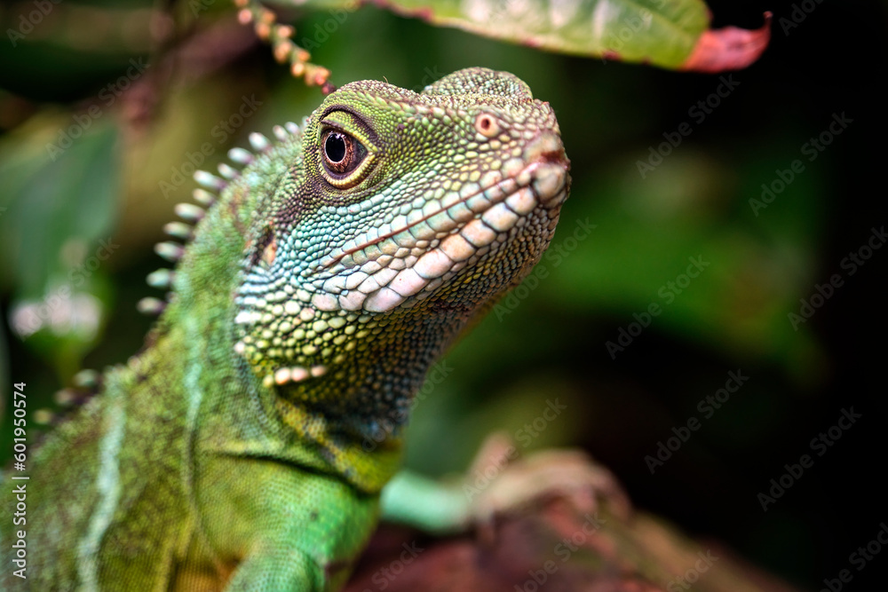 Grüne Wasseragame ( Physignathus cocincinus ). Grüne Wasseragame ( Physignathus cocincinus ).