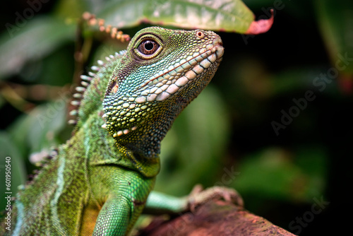 Grüne Wasseragame ( Physignathus cocincinus ). © Michael