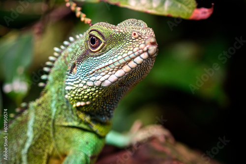 Gr  ne Wasseragame   Physignathus cocincinus  .