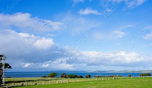 cows on a meadow