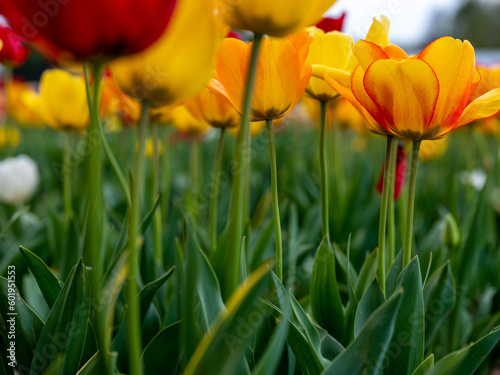 Field of Tulips in Spring