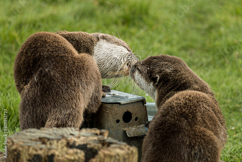 Tela otter's gentle kiss in The Scottish Deer Centre