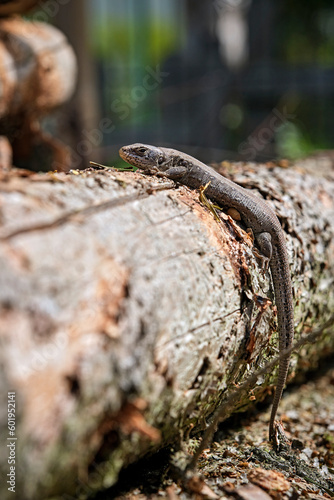 Wallpaper Mural Zauneidechse ( Lacerta agilis ). Torontodigital.ca
