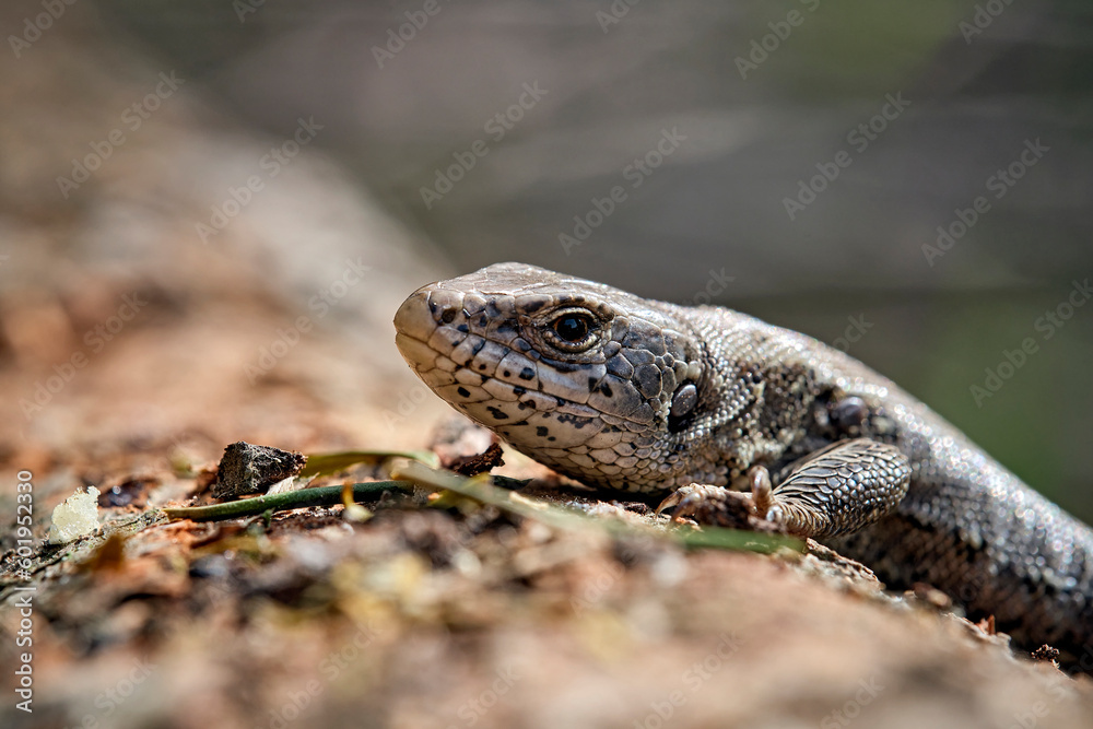 Fototapeta premium Zauneidechse ( Lacerta agilis ).