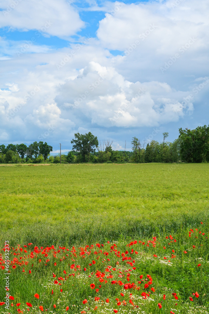 Po Valley landscape field cultivation nature natural agriculture farmhouse tree earth