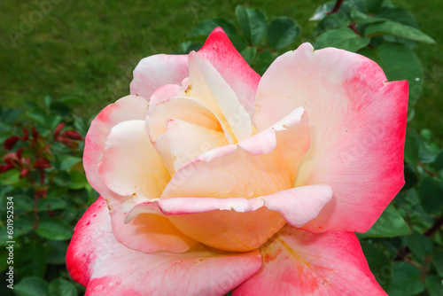 Fototapeta Naklejka Na Ścianę i Meble -  Pink roses blooming flower petals color nature detail natural detail