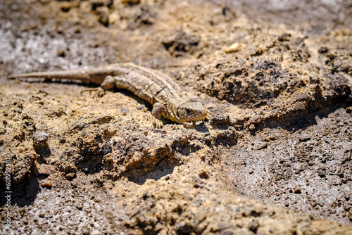 Zauneidechse ( Lacerta agilis ).