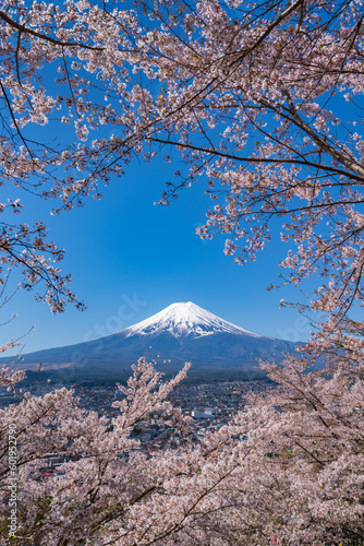 春の富士山と桜
