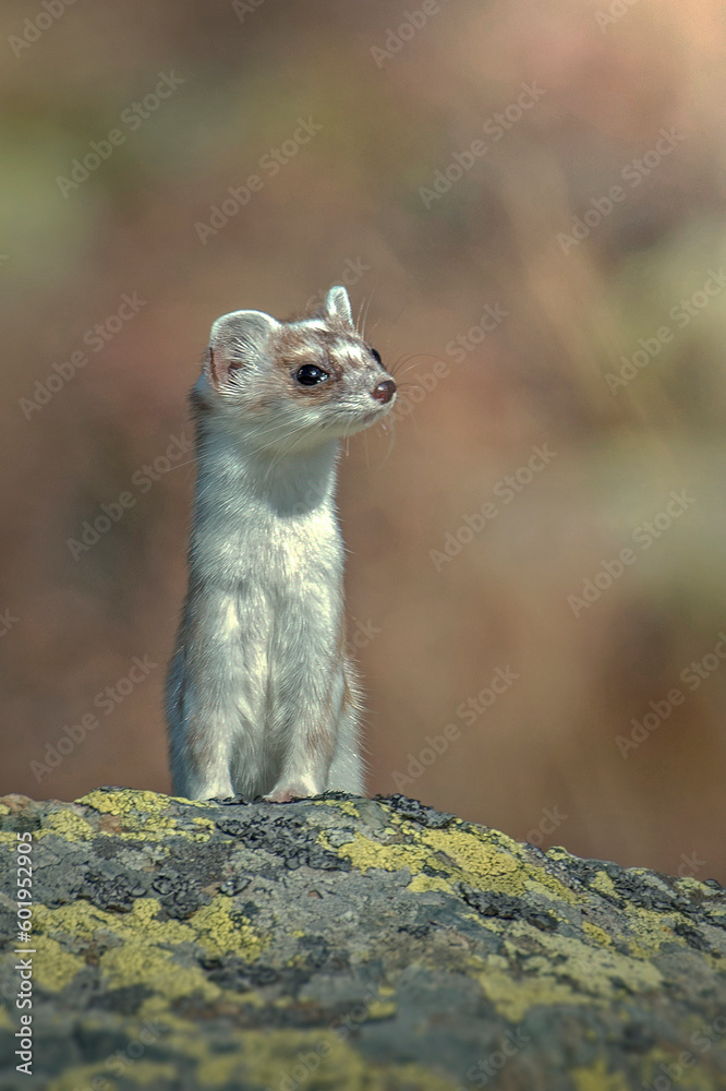 Close-up portrait of a
White ermine (stoat - Mustela erminea) in shedding season posing on a rock against blurry pastel colored background, Piedmont Alps, Italy. Vertical, November.