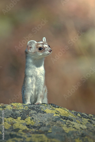 Obraz na płótnie Close-up portrait of a
White ermine (stoat - Mustela erminea) in shedding season posing on a rock against blurry pastel colored background, Piedmont Alps, Italy. Vertical, November. w salonie