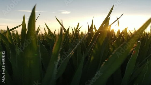 a morning sunrise behind the calm of paddy, video in a portrait mode suitable for status or social media stories