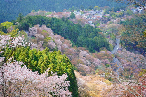 【奈良県】吉野山の桜　上千本 / 【Nara】Yoshino Cherry Blossoms