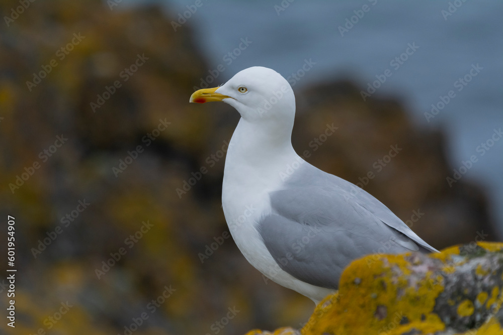 Yellow-legged gull - Larus michahellis on rock with dar background. Photo from Ireland's Eye Island in Ireland.