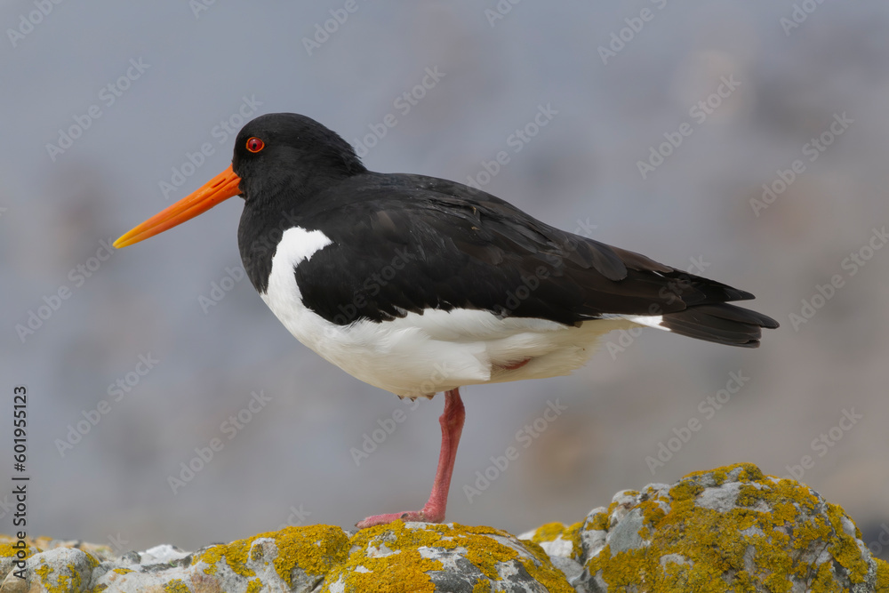 Eurasian oystercatcher - Haematopus ostralegus, common pied oystercatcher, or palaearctic oystercatcher, oystercatcher on rock with sea in background. Photo from Ireland's Eye Island in Ireland. Eurasian oystercatcher - Haematopus ostralegus, common pied oystercatcher, or palaearctic oystercatcher, oystercatcher on rock with sea in background. Photo from Ireland's Eye Island in Ireland.