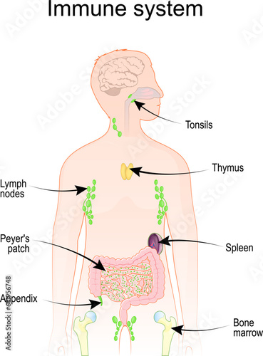 Human Immune and lymphatic systems.
