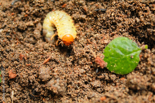 Close-up image of a grub worm, Coconut rhinoceros beetle (Oryctes rhinoceros), Larvae on the soil background 