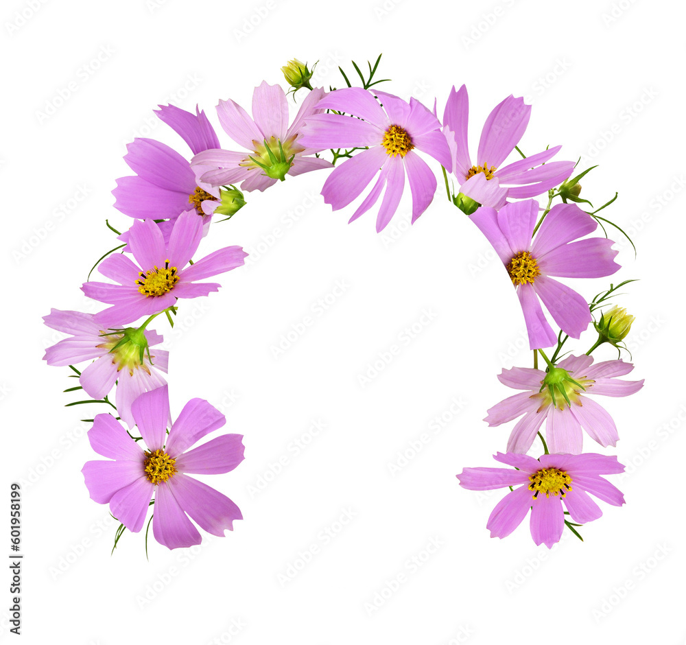 Pink cosmos flowers in a floral arch arrangement with oval card isolated on white or transparent background