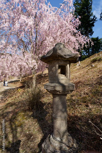 石灯籠を飾る枝垂桜