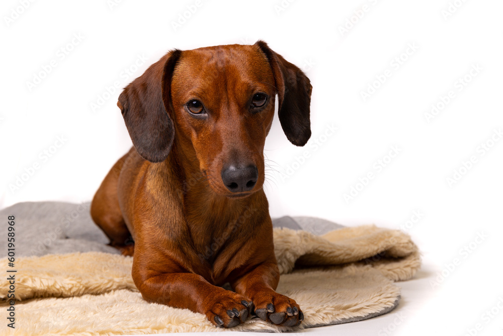 Dachshund dog lying on a blanket with white background copy space