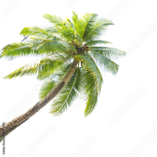 palm tree isolated on white