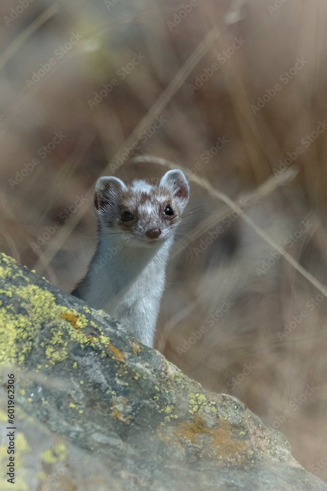 Portrait of shedding white ermine (or stoat - Mustela erminea) peeping from the rocks in an autumn morning, Piedmont Alps, Italy, November - Vertical.