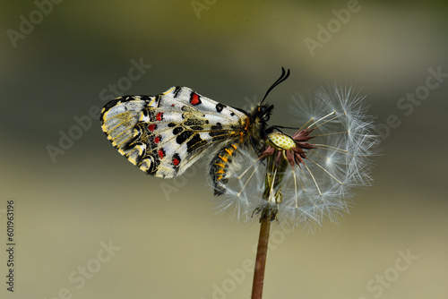 forest festoon butterfly silva festoon papilio