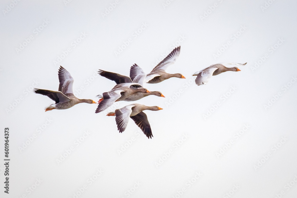 Fototapeta premium Grey geese in flight