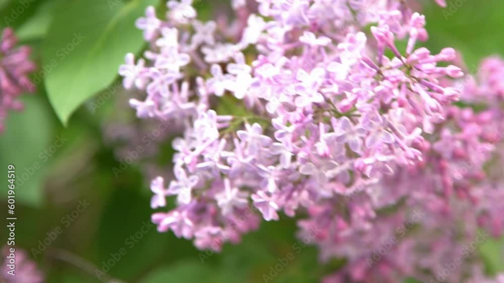 Lilac flowers branch. Floral background natural spring. Blossoming lilac flower bud. Spring time color. Beautiful purple petal plant. Botanical flora Aesthetic mood Summer garden Pink liliac wind sway Lilac flowers branch. Floral background natural spring. Blossoming lilac flower bud. Spring time color. Beautiful purple petal plant. Botanical flora Aesthetic mood Summer garden Pink liliac wind sway
