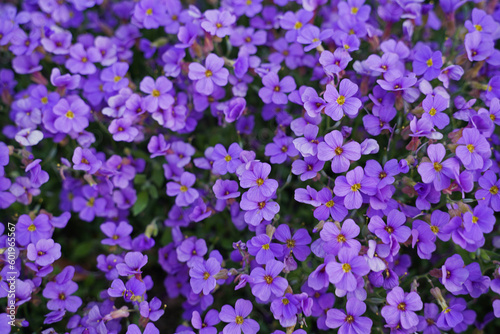 gorgeous flower blooming in nature