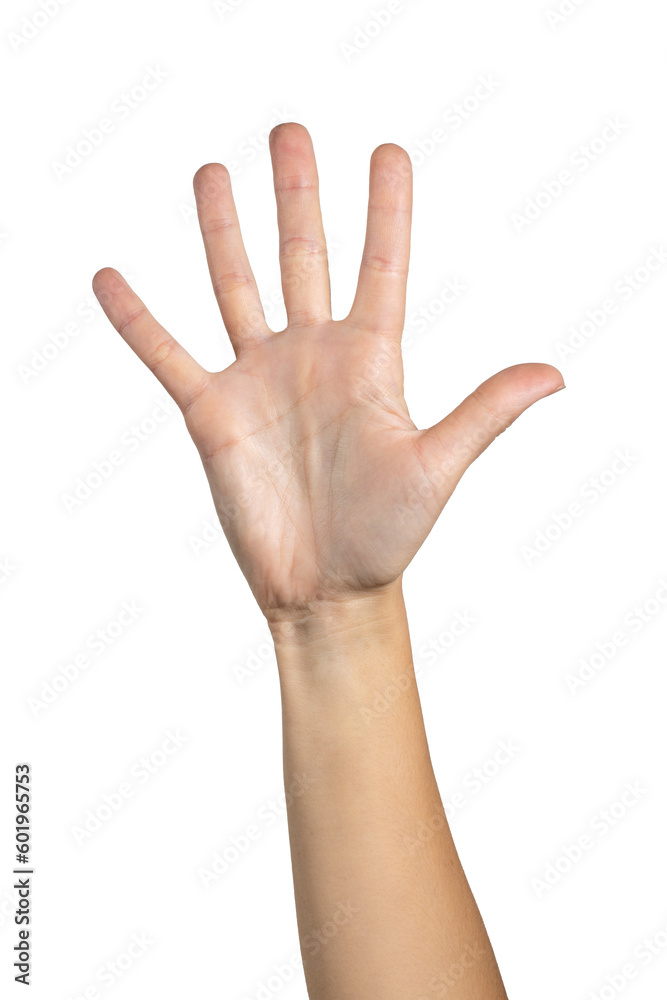 Woman hand counting isolated on white background, with clipping path. Five fingers. Full Depth of field. Focus stacking. PNG Woman hand counting isolated on white background, with clipping path. Five fingers. Full Depth of field. Focus stacking. PNG