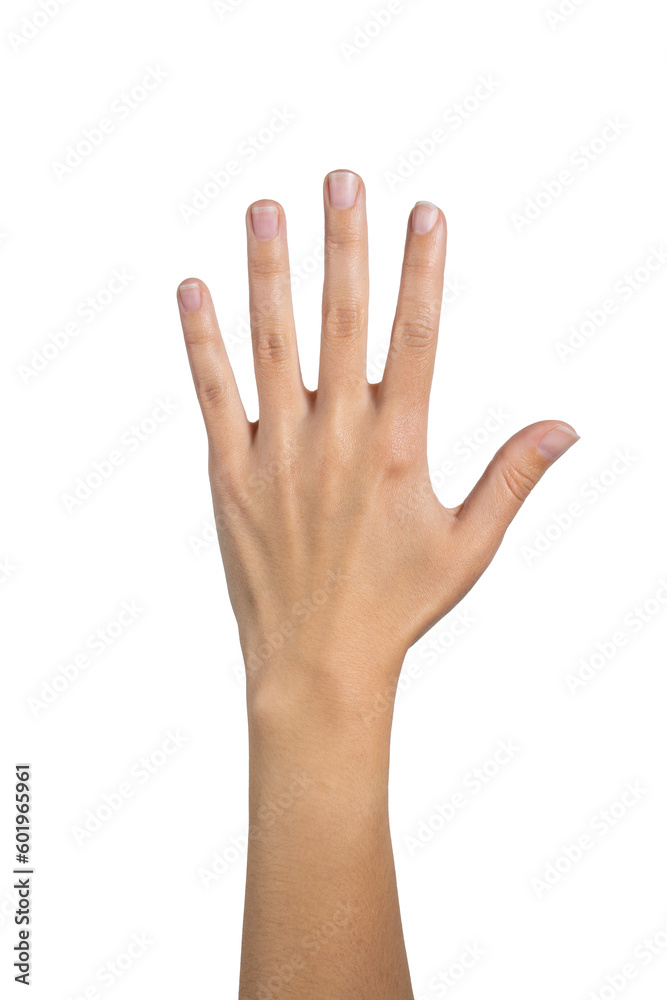 Woman hand counting isolated on white background, with clipping path. Five fingers. Full Depth of field. Focus stacking. PNG Woman hand counting isolated on white background, with clipping path. Five fingers. Full Depth of field. Focus stacking. PNG