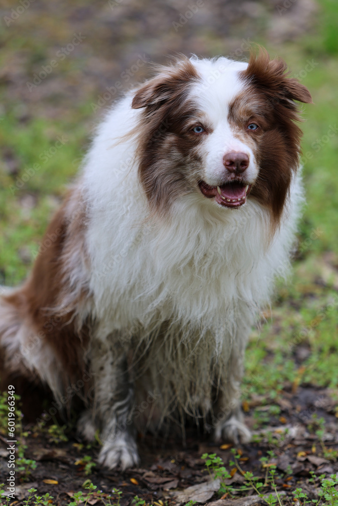 Portrait of an totally mucky, dirty, adorable brown and white merle Bordercollie male dog with striking sky blue eyes, with open mouth on his daily walks outdoors. Portrait of an totally mucky, dirty, adorable brown and white merle Bordercollie male dog with striking sky blue eyes, with open mouth on his daily walks outdoors.