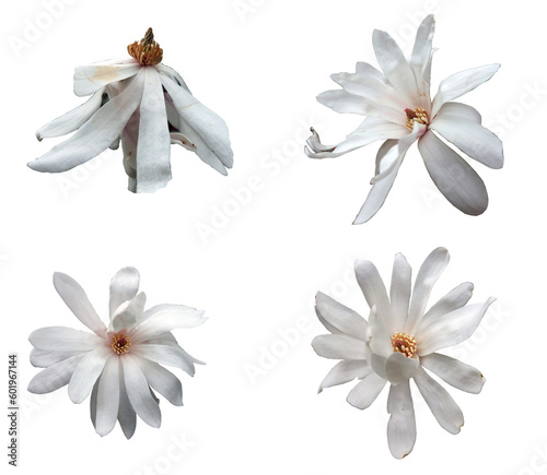 Primo piano di magnolia bianca stellata isolata su sfondo trasparente.  Set di corolle photo