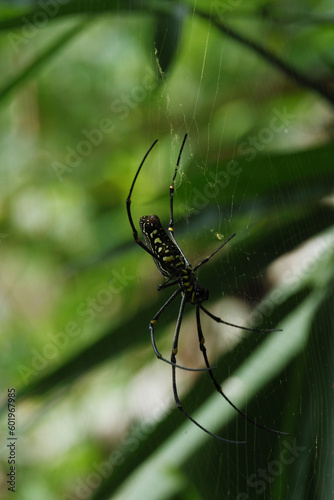 A spider sitting in its web, showcasing the intricate details of the webbing and the spider's body.