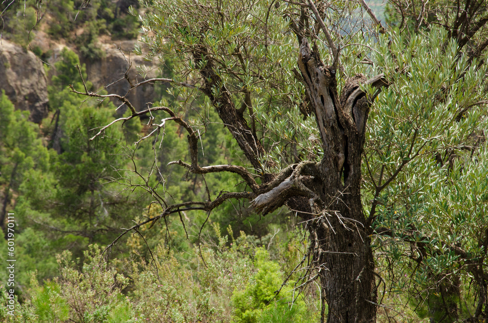 Fototapeta premium Olive tree trunk