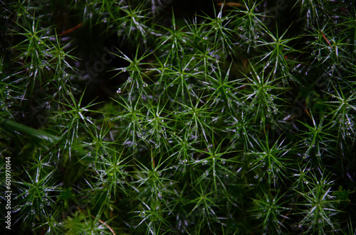 Rain drops in the forest