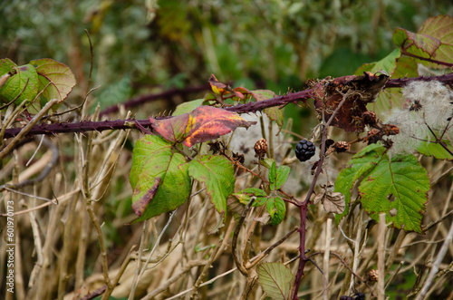 Blueberries on a branch