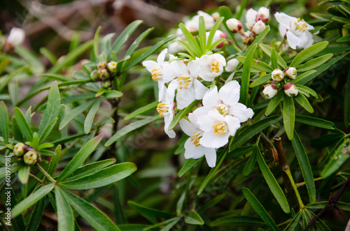 White flowers in the garden