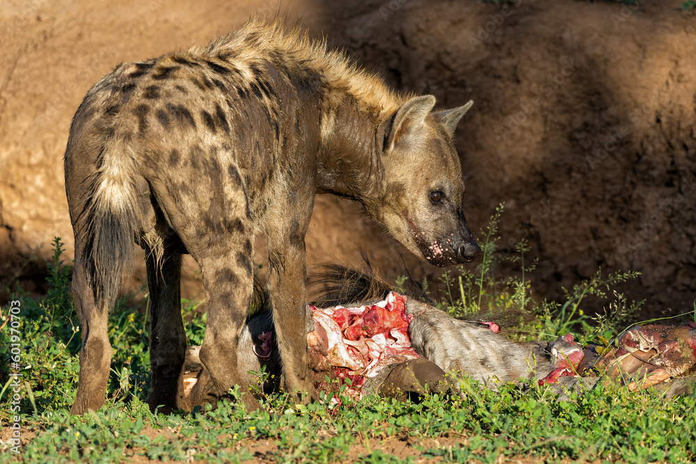 Spotted Hyena (Crocuta crocuta) eating from the carcass of a wildebeest in a Game Reserve in the Tuli Block in Botswana
