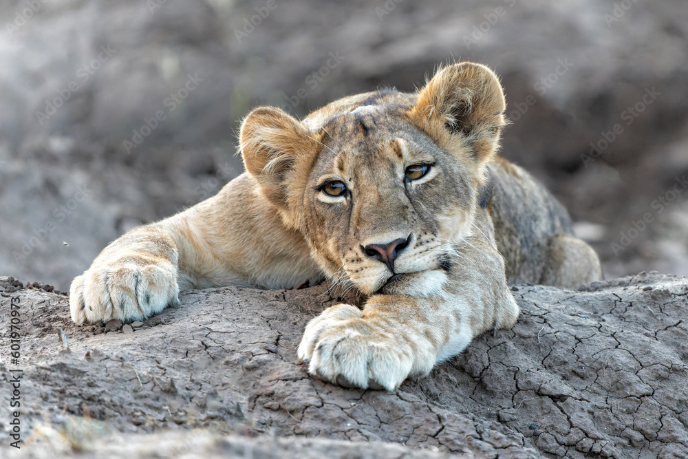 Lion cub hanging around in Mashatu Game Reserve in the Tuli Block in Botswana