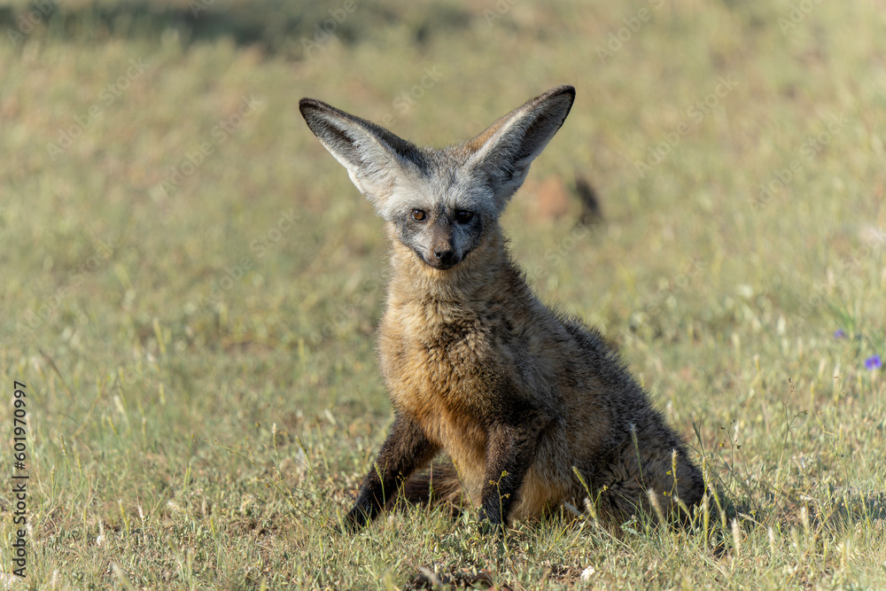 Bat eared fox (Otocyon megalotis) adult hanging around the den in Mashatu Game Reserve in the Tuli Block in Botswana Bat eared fox (Otocyon megalotis) adult hanging around the den in Mashatu Game Reserve in the Tuli Block in Botswana