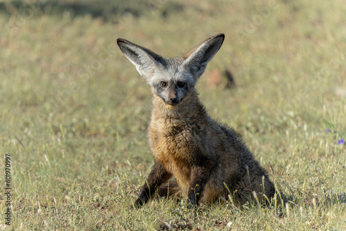 Bat eared fox (Otocyon megalotis) adult hanging around the den in Mashatu Game Reserve in the Tuli Block in Botswana