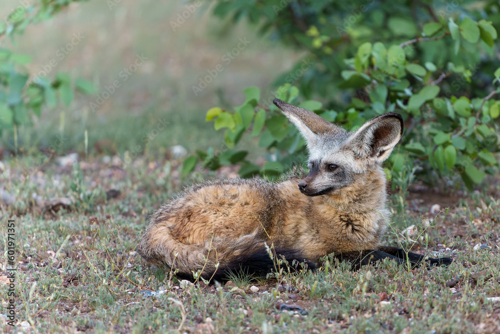 Bat eared fox (Otocyon megalotis) adult hanging around the den in Mashatu Game Reserve in the Tuli Block in Botswana Bat eared fox (Otocyon megalotis) adult hanging around the den in Mashatu Game Reserve in the Tuli Block in Botswana