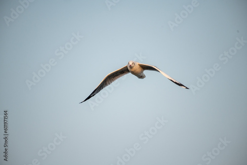 pelican in flight