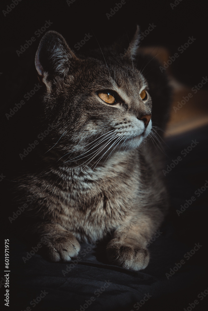 Elegant Cat Portrait, Elegant Cat Portrait,Whiskers and Paws, Graceful Cat Pose, The Eyes Have It, Inquisitive Kitty, Sleek and Sophisticated, Regal Cat Portrait, black background, Elegant and Enchant