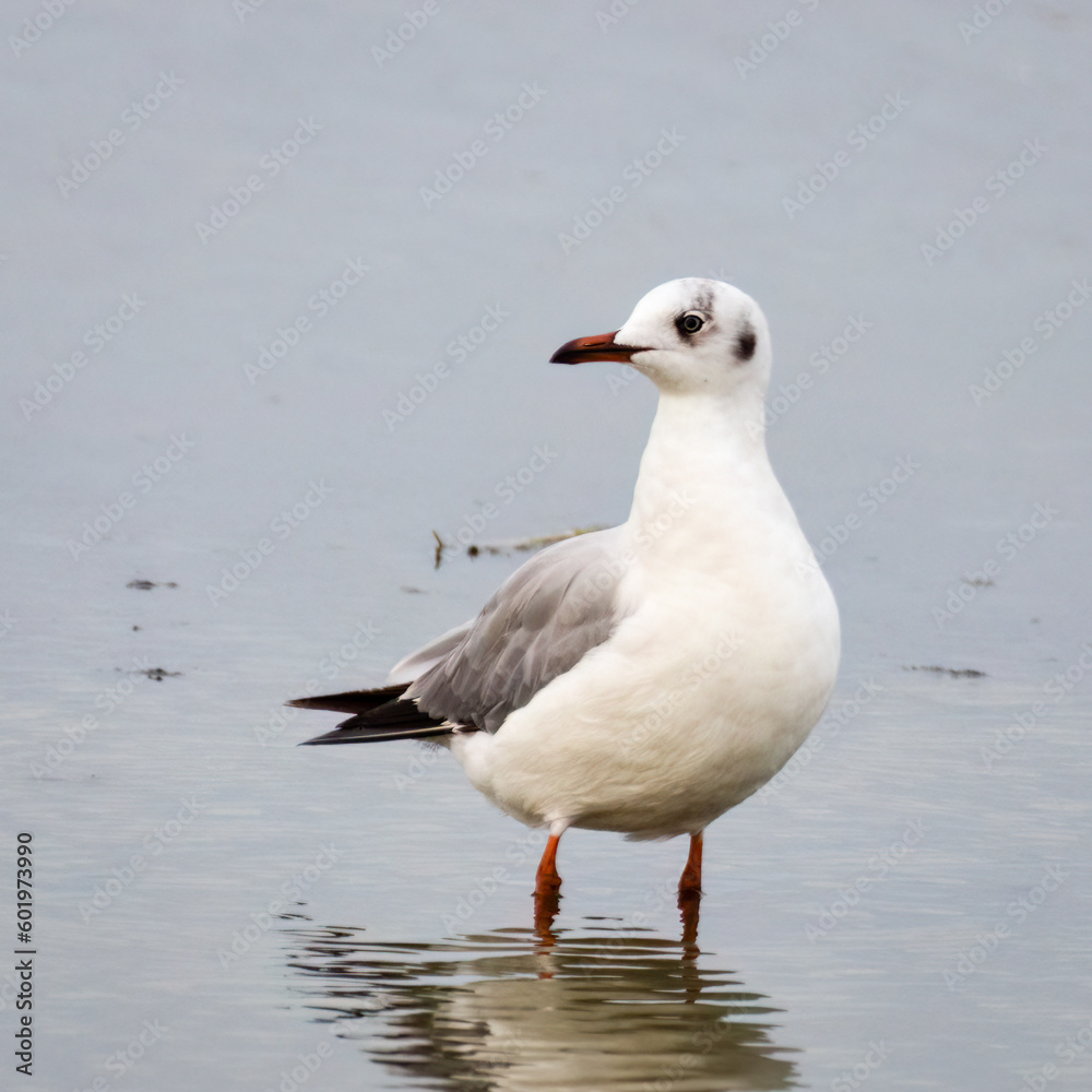 Obraz premium Brown-headed Gull on beach