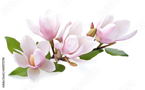 AI generative. Beautiful magnolia flowers on white background.