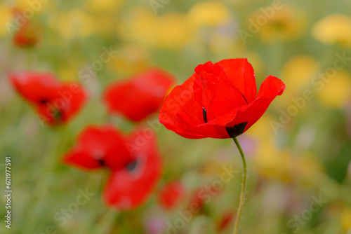 red poppy in the field  blurred red and yellow flowers on background  lover point of view  closeup 